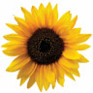 Meet your Posher, Sophie